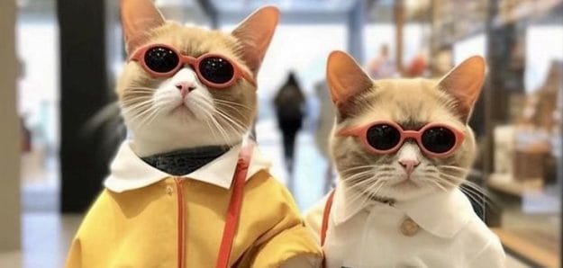 Krazy Katz